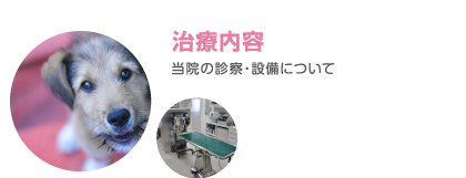 治療内容｜東京都大田区矢口の動物病院 アイペットクリニック